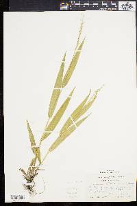 Panicum xanthophysum image