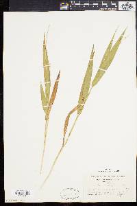 Panicum xanthophysum image