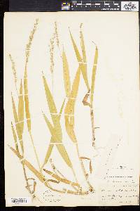 Panicum xanthophysum image