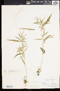 Panicum yadkinense image