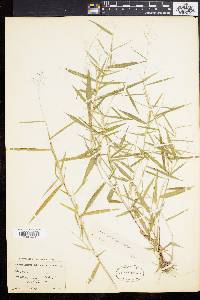 Panicum yadkinense image