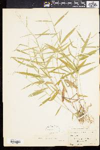 Panicum yadkinense image