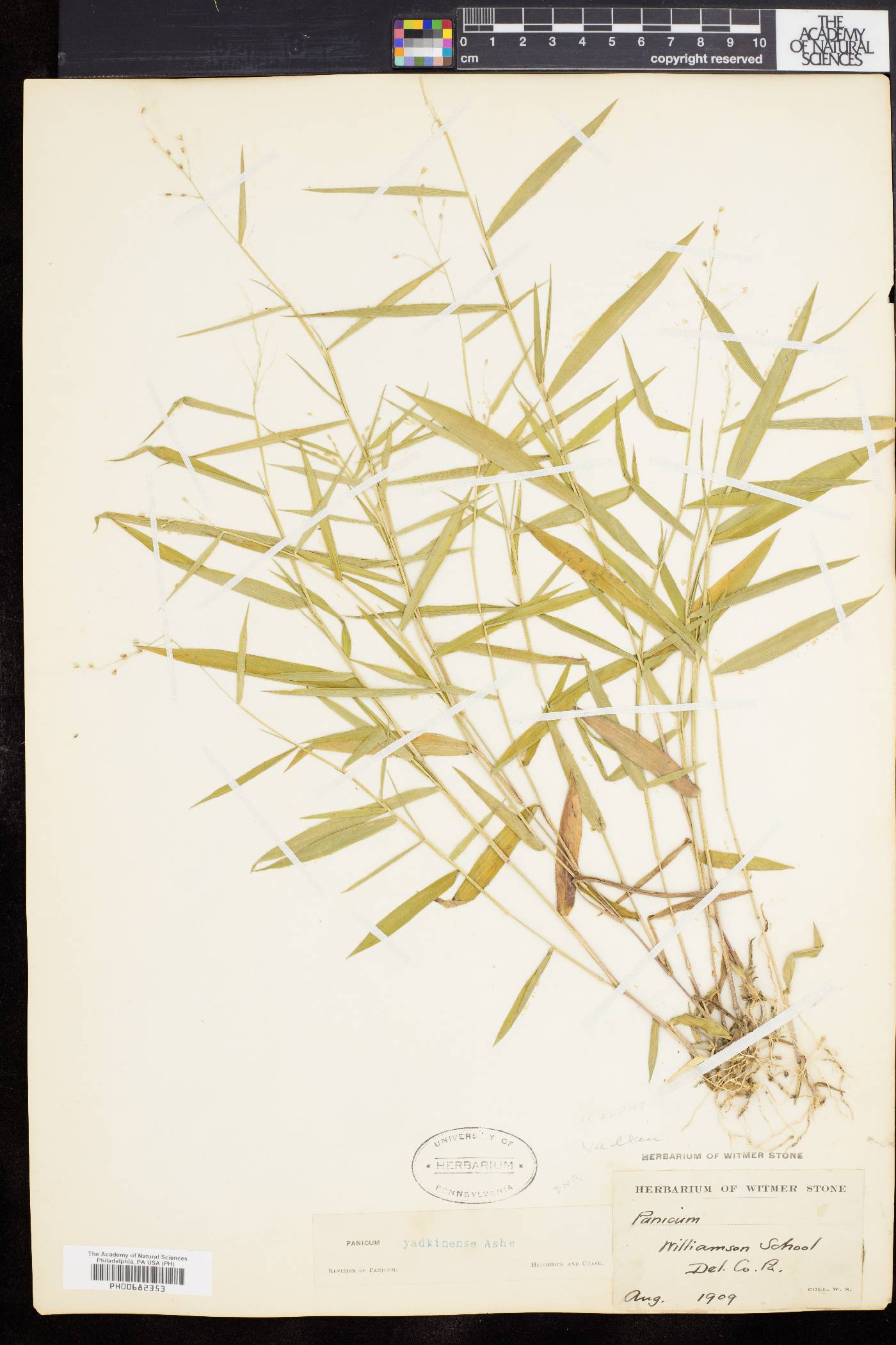 Dichanthelium yadkinense image