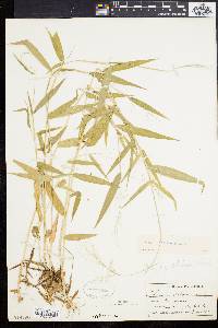 Panicum yadkinense image