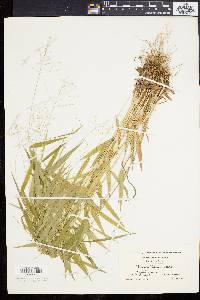 Panicum yadkinense image