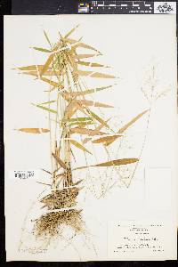 Panicum yadkinense image