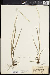 Paspalum setaceum var. muhlenbergii image