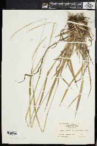 Paspalum setaceum var. muhlenbergii image