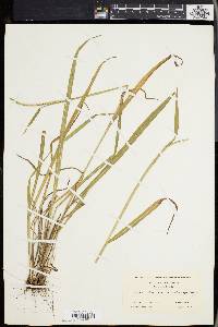 Paspalum setaceum var. muhlenbergii image