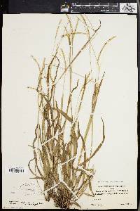 Paspalum setaceum var. muhlenbergii image