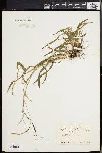 Paspalum setaceum var. muhlenbergii image