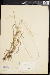 Paspalum setaceum var. muhlenbergii image