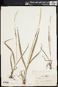 Paspalum setaceum var. muhlenbergii image