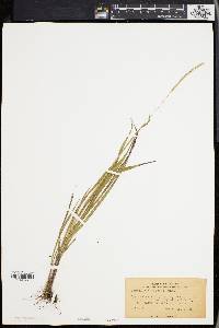 Paspalum setaceum var. muhlenbergii image