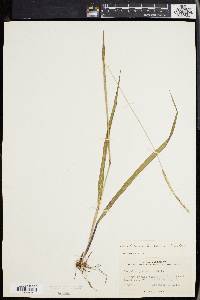 Paspalum setaceum var. muhlenbergii image