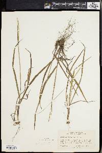 Paspalum setaceum var. muhlenbergii image