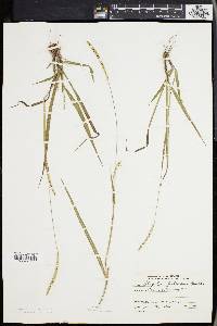 Paspalum setaceum var. muhlenbergii image