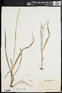 Paspalum setaceum var. muhlenbergii image