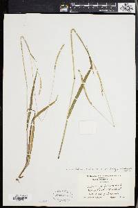 Paspalum setaceum var. muhlenbergii image