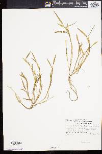 Paspalum dissectum image