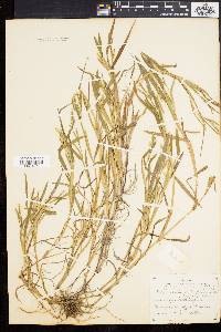 Paspalum dissectum image