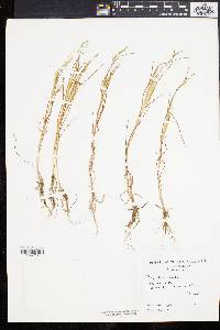 Paspalum dissectum image