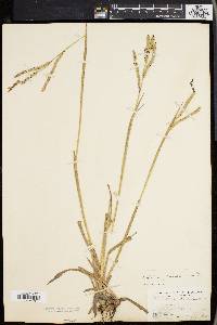 Paspalum floridanum var. glabratum image