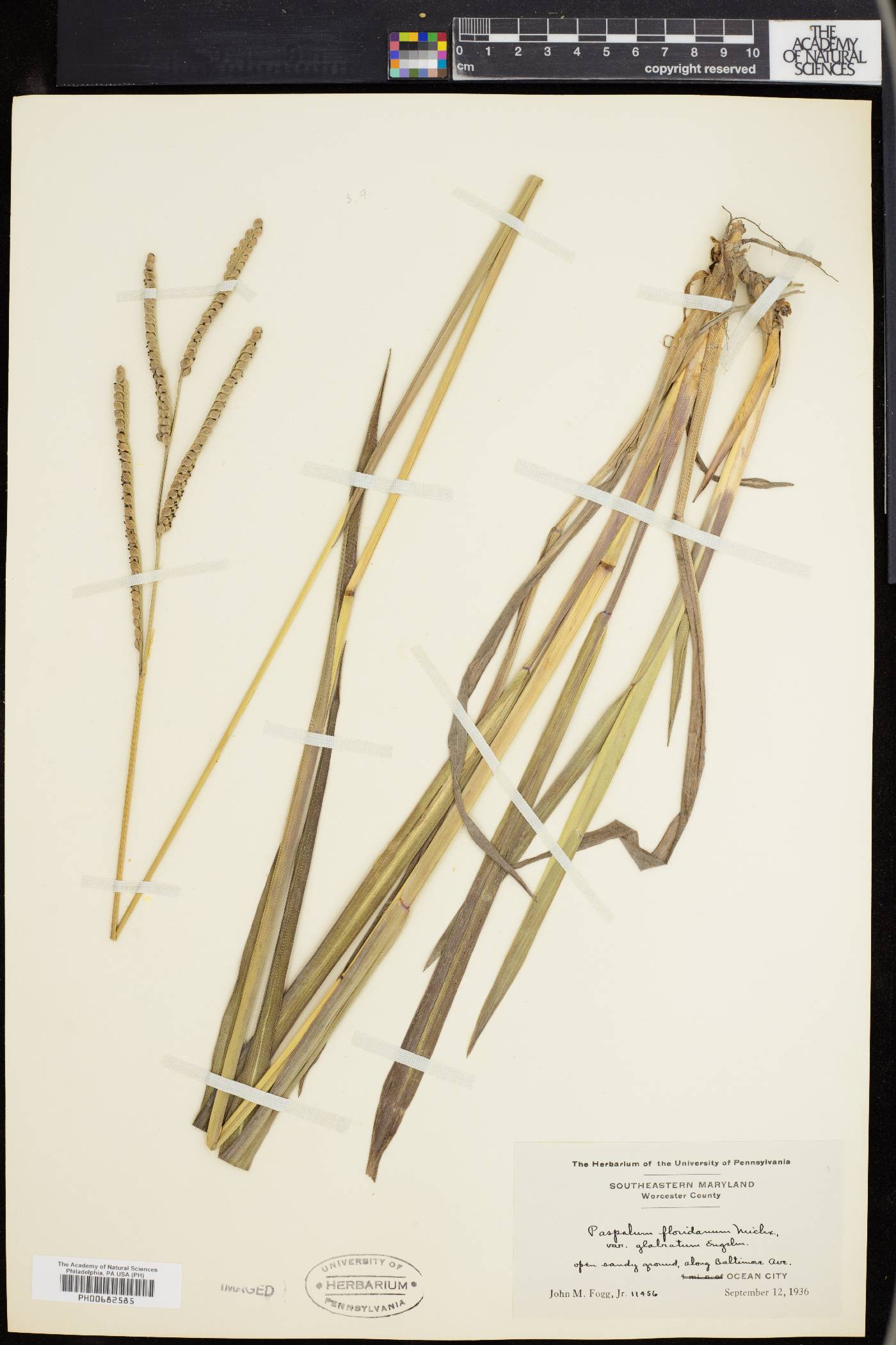 Paspalum floridanum var. glabratum image
