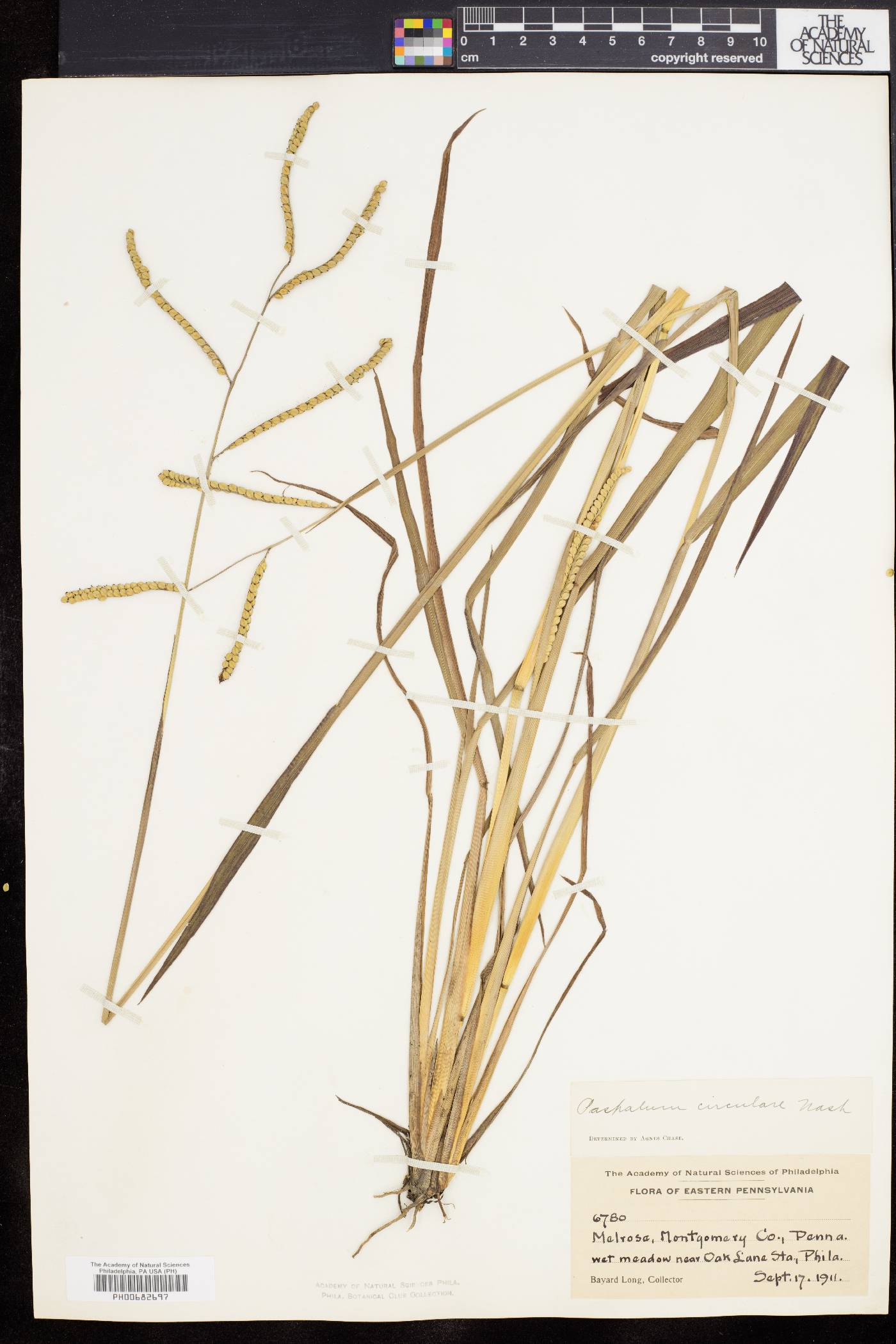 Paspalum laeve var. circulare image