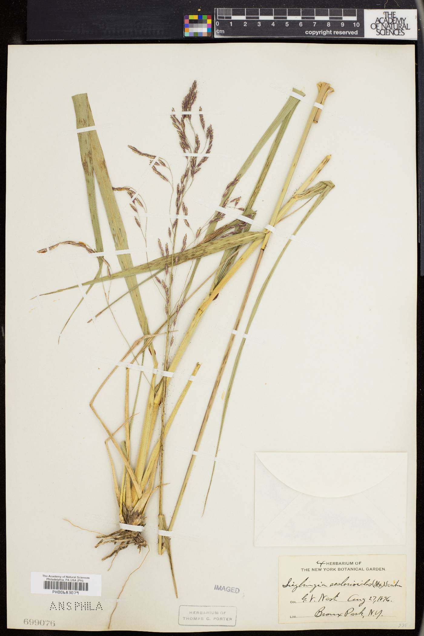 Triodia sesleroides image