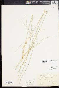 Stipa avenacea image