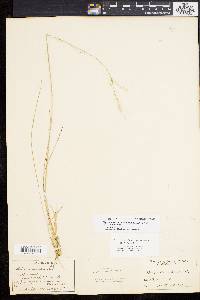 Stipa avenacea image