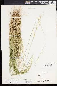 Stipa avenacea image