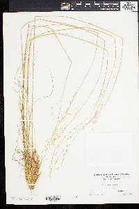 Stipa avenacea image