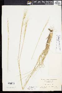 Stipa avenacea image