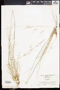 Stipa avenacea image