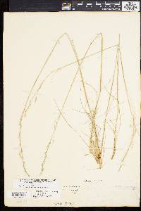 Stipa avenacea image