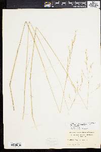 Stipa avenacea image