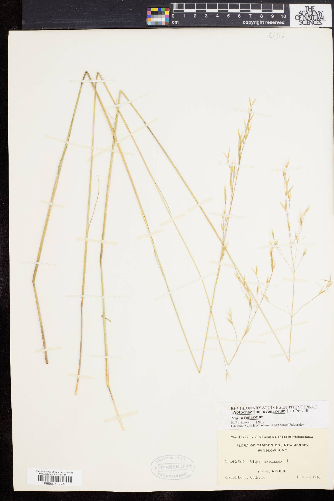 Stipa avenacea image