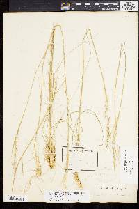 Stipa avenacea image