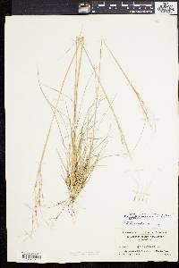 Stipa avenacea image