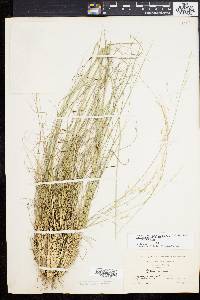 Stipa avenacea image