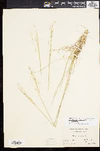 Stipa avenacea image