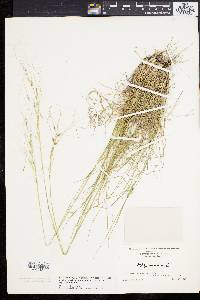 Stipa avenacea image