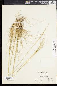 Stipa avenacea image