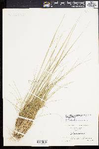 Stipa avenacea image