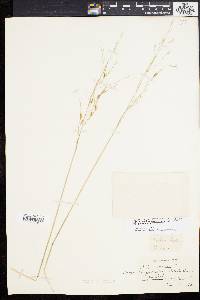 Stipa avenacea image