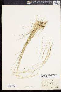 Stipa avenacea image