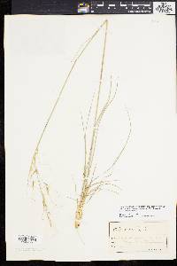 Stipa avenacea image