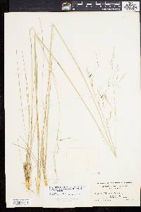 Stipa avenacea image